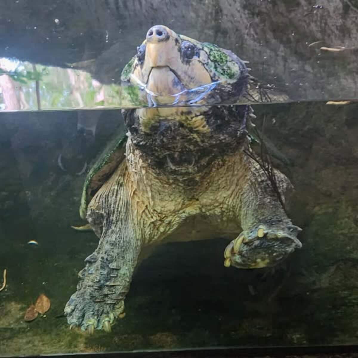 【CHARCOAL】CaRouseLamBRa NS TURTLE Charcoal Red Ear Slider Turtles for sale | Snakes at Sunset